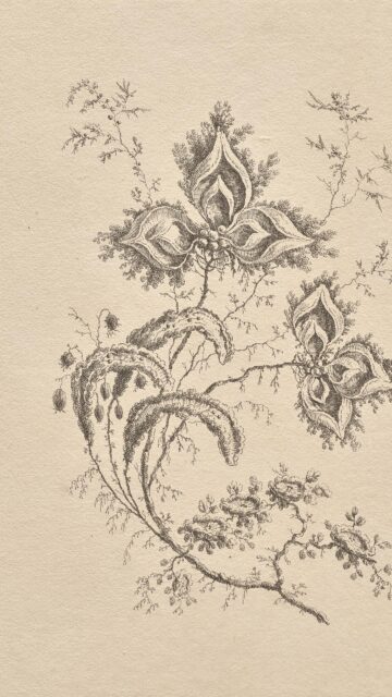 Vintage Botanical Illustration Floral Sketch Mobile Wallpaper