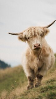 Stunning Highland Cow in Golden Field Close-up Phone Wallpaper
