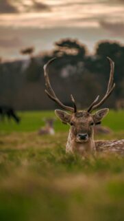 Majestic Fallow Deer Portrait in Golden Meadow Mobile Wallpaper