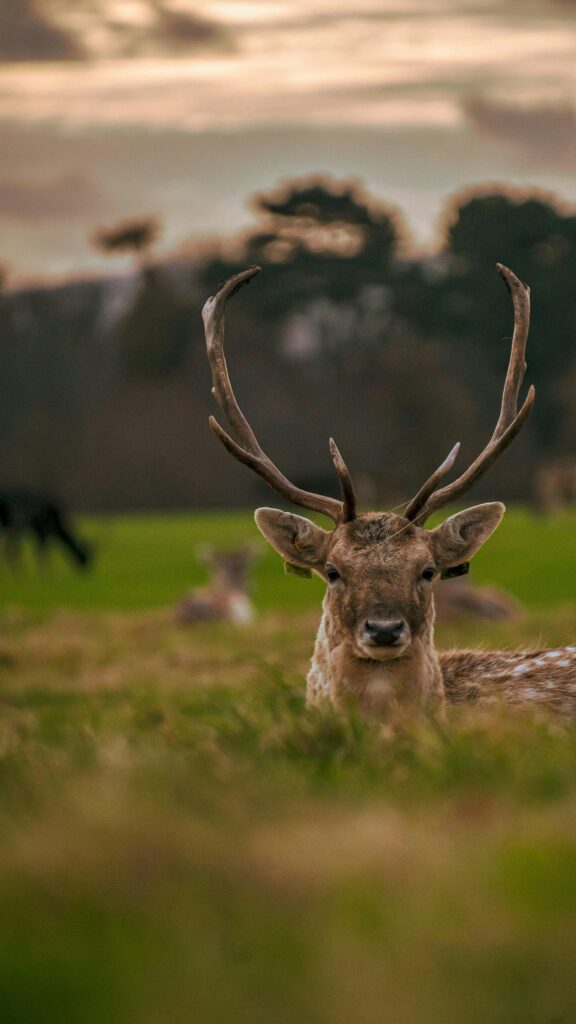 Majestic Fallow Deer Portrait in Golden Meadow Mobile Wallpaper