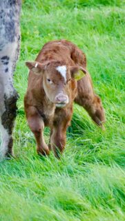 Cute Baby Calf Standing in Lush Green Meadow Mobile Wallpaper
