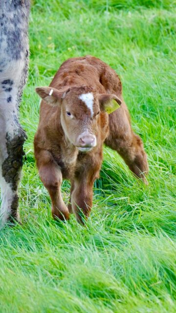 Cute Baby Calf Standing in Lush Green Meadow Mobile Wallpaper