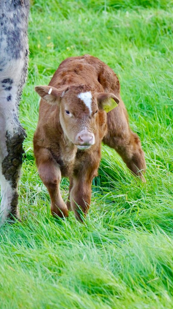 Cute Baby Calf Standing in Lush Green Meadow Mobile Wallpaper
