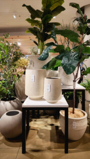 Virgo Earth Energy Botanical Aesthetic Zodiac Constellation Wallpaper