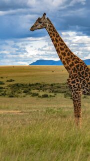 Majestic Giraffe Standing in African Savanna Plains Phone Wallpaper