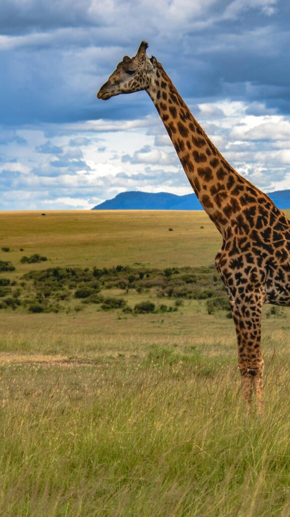 Majestic Giraffe Standing in African Savanna Plains Phone Wallpaper
