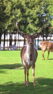 Majestic Fallow Deer Standing on Green Grass Mobile Wallpaper