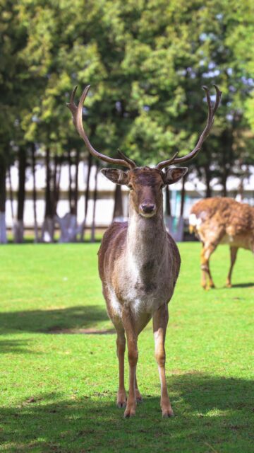 Majestic Fallow Deer Standing on Green Grass Mobile Wallpaper
