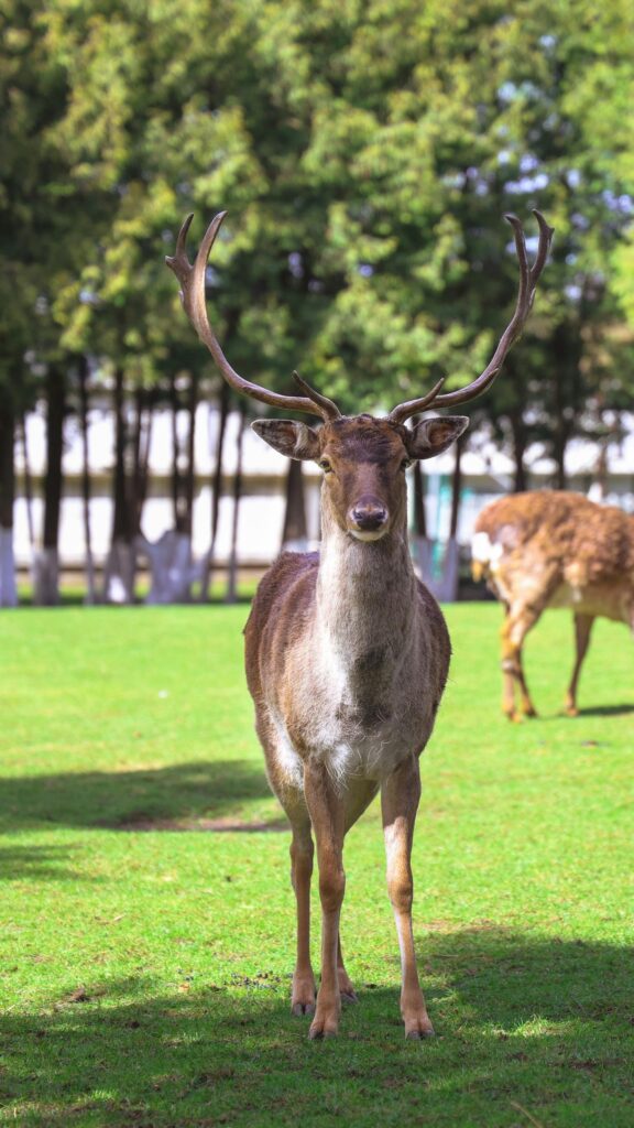 Majestic Fallow Deer Standing on Green Grass Mobile Wallpaper