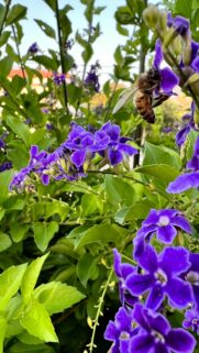 Honey Bee Visiting Vibrant Purple Duranta Flowers Mobile Wallpaper