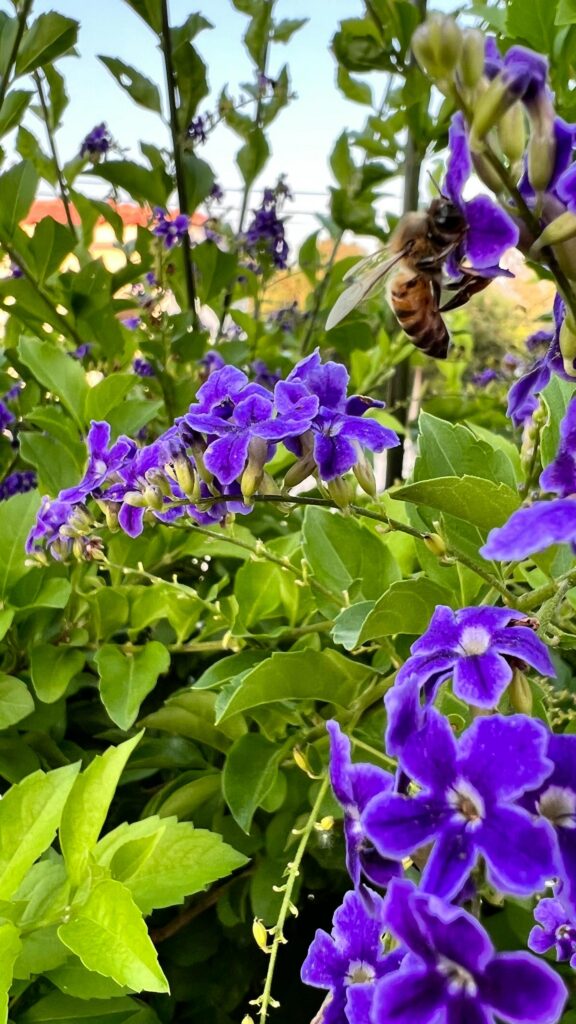 Honey Bee Visiting Vibrant Purple Duranta Flowers Mobile Wallpaper