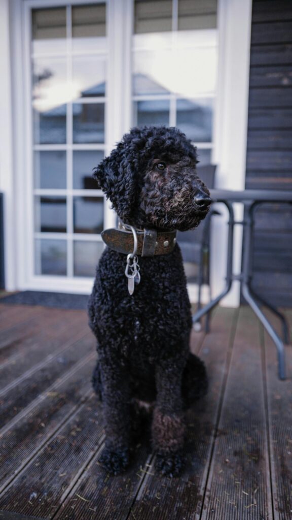 Elegant Black Poodle Sitting on a Wooden Deck Mobile Wallpaper