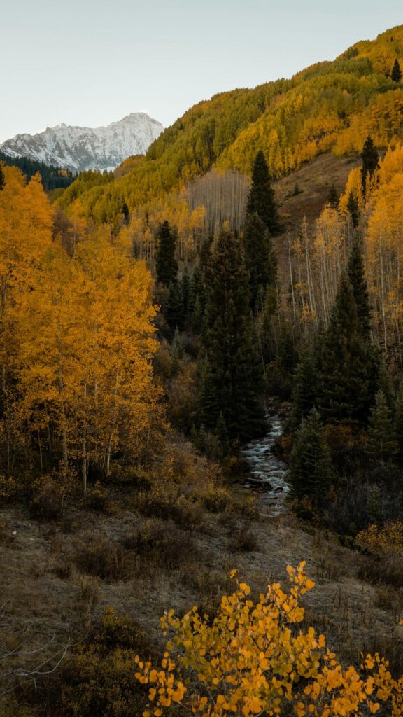 Golden Aspen Forest and Snow Capped Mountain Peak Autumn Wallpaper