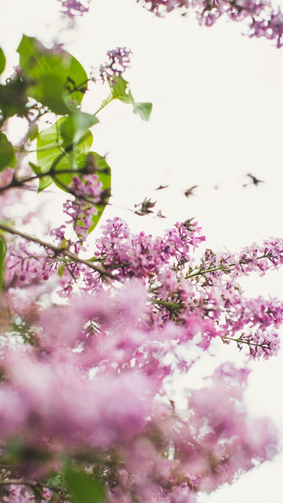 Ethereal Lilac Blossoms in Soft Spring Light Phone Wallpaper