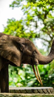 Majestic African Elephant Portrait Wildlife Mobile Wallpaper