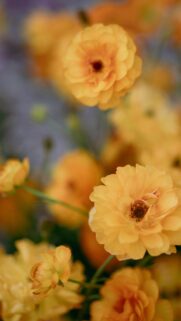Stunning Golden Ranunculus Macro Floral Bloom Phone Wallpaper