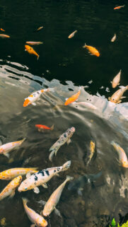 Pisces Zodiac Aesthetic Koi Fish Pond Spiritual Phone Wallpaper