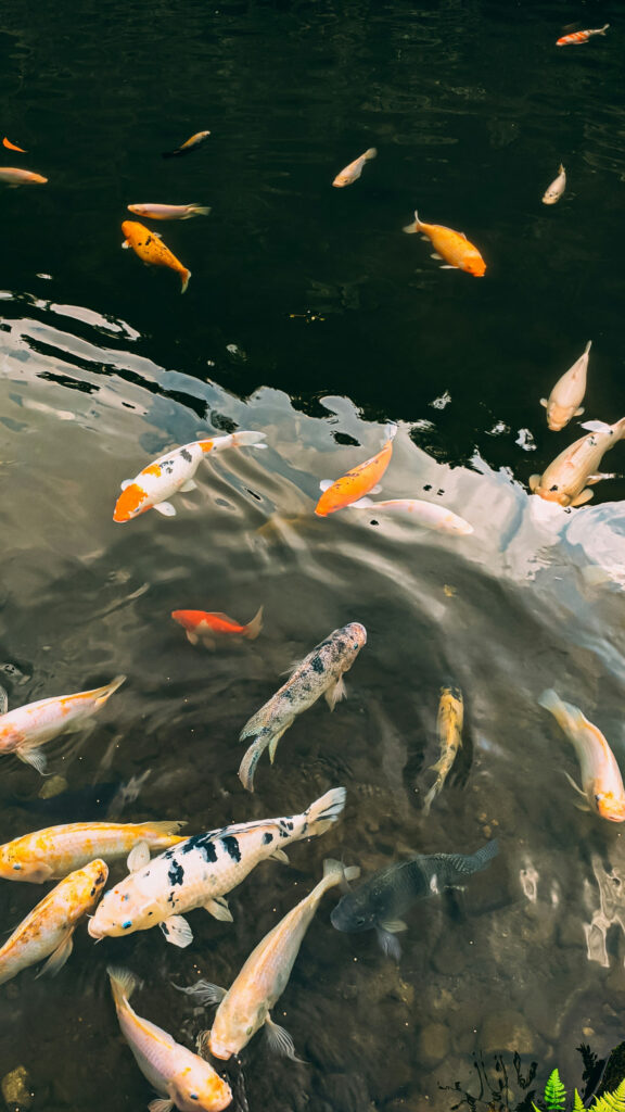 Pisces Zodiac Aesthetic Koi Fish Pond Spiritual Phone Wallpaper