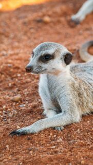 Cute Meerkat Resting on Red Desert Sand Mobile Wallpaper