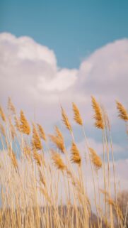 Golden Reeds Swaying Under a Dreamy Pastel Sky Mobile Wallpaper