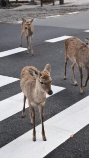 Charming Nara Deer Walking on Pedestrian Crossing Mobile Wallpaper