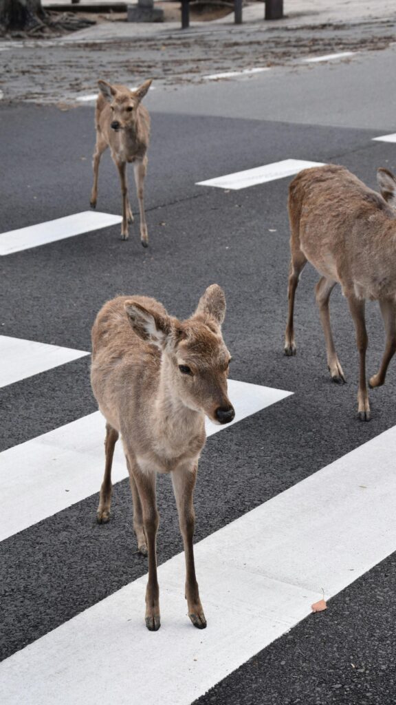 Charming Nara Deer Walking on Pedestrian Crossing Mobile Wallpaper