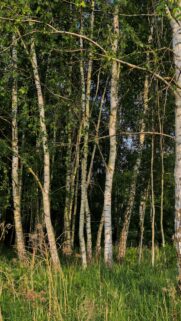 Enchanting Birch Tree Forest Sunlight Woodland Mobile Wallpaper