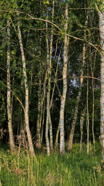 Enchanting Birch Tree Forest Sunlight Woodland Mobile Wallpaper