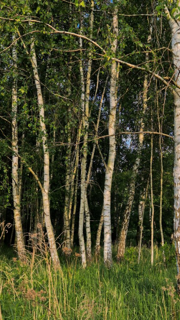 Enchanting Birch Tree Forest Sunlight Woodland Mobile Wallpaper