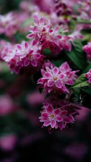 Stunning Pink Star-Shaped Flowers Spring Bloom Mobile Wallpaper