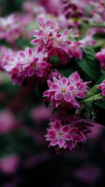 Stunning Pink Star-Shaped Flowers Spring Bloom Mobile Wallpaper