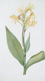 Elegant Vintage Botanical Canna Lily Flower Mobile Wallpaper