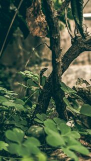 Macro Lizard on Tree Bark Natural Nature Mobile Phone Wallpaper