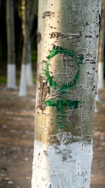 Earthly Taurus Zodiac Symbol on Natural Tree Bark Spiritual Wallpaper