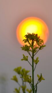 Stunning Yellow Mustard Flower Silhouette Against A Golden Sun Wallpaper