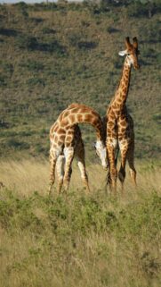 Two Giraffes in Savannah Nature Phone Wallpaper