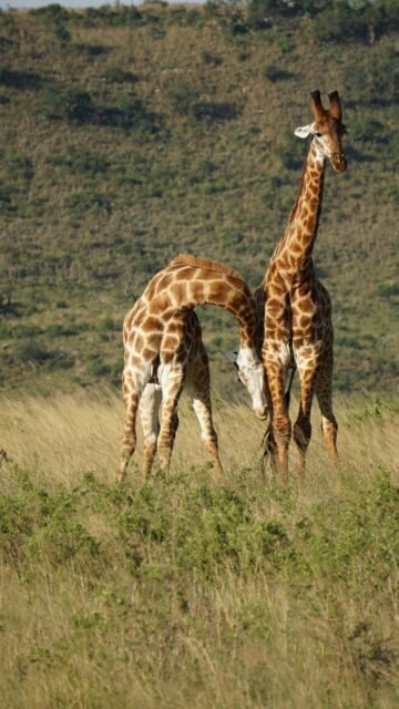 Two Giraffes in Savannah Nature Phone Wallpaper
