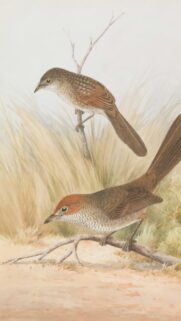 Vintage Illustration of Two Songbirds Perched on Branches Wallpaper