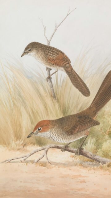 Vintage Illustration of Two Songbirds Perched on Branches Wallpaper