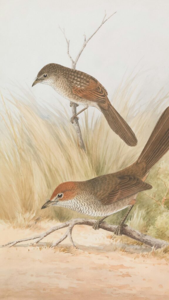 Vintage Illustration of Two Songbirds Perched on Branches Wallpaper