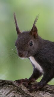 Stunning Black Squirrel Close-up Portrait Mobile Phone Wallpaper