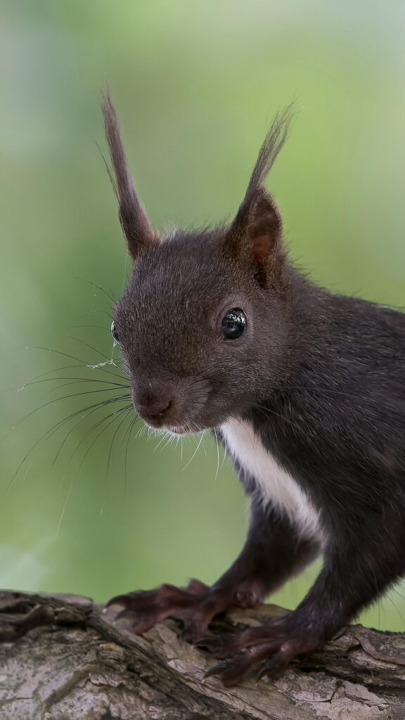 Stunning Black Squirrel Close-up Portrait Mobile Phone Wallpaper
