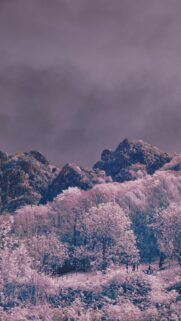 Ethereal Infrared Mountain Forest Landscape Phone Wallpaper