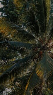 Tropical Coconut Palm Tree Fronds and Coconuts Mobile Wallpaper