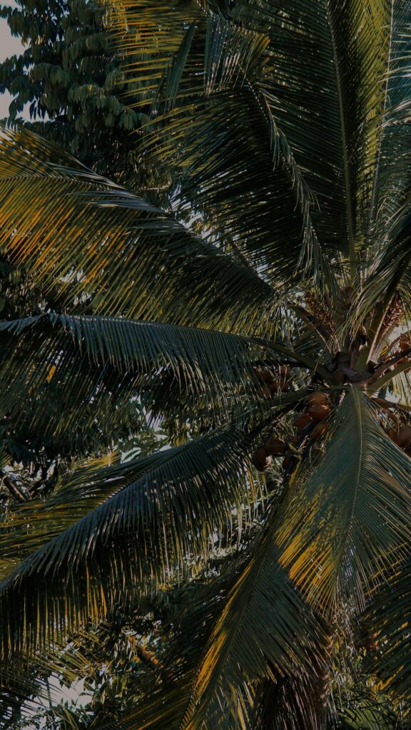 Tropical Coconut Palm Tree Fronds and Coconuts Mobile Wallpaper