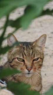 Serious Tabby Cat Portrait With Intense Eyes Mobile Wallpaper