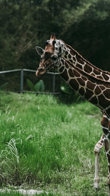 Majestic Reticulated Giraffes Grazing in Nature Phone Wallpaper