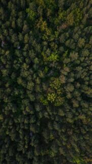Stunning Aerial View of Lush Deep Green Forest Nature Wallpaper