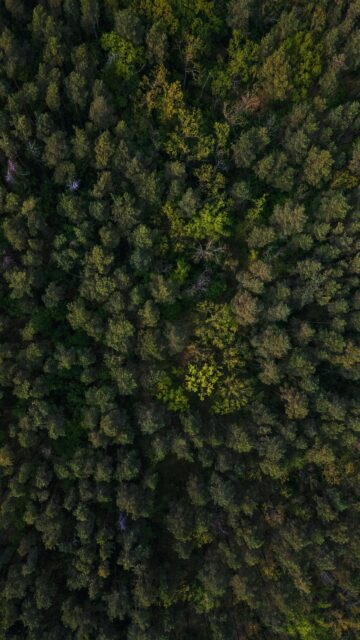 Stunning Aerial View of Lush Deep Green Forest Nature Wallpaper