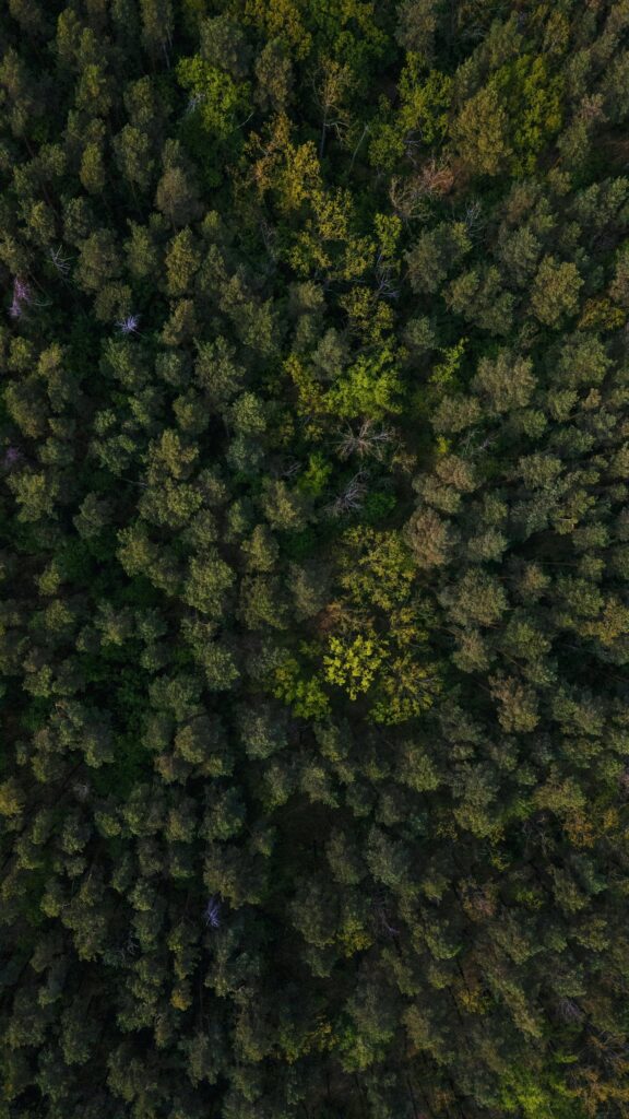 Stunning Aerial View of Lush Deep Green Forest Nature Wallpaper